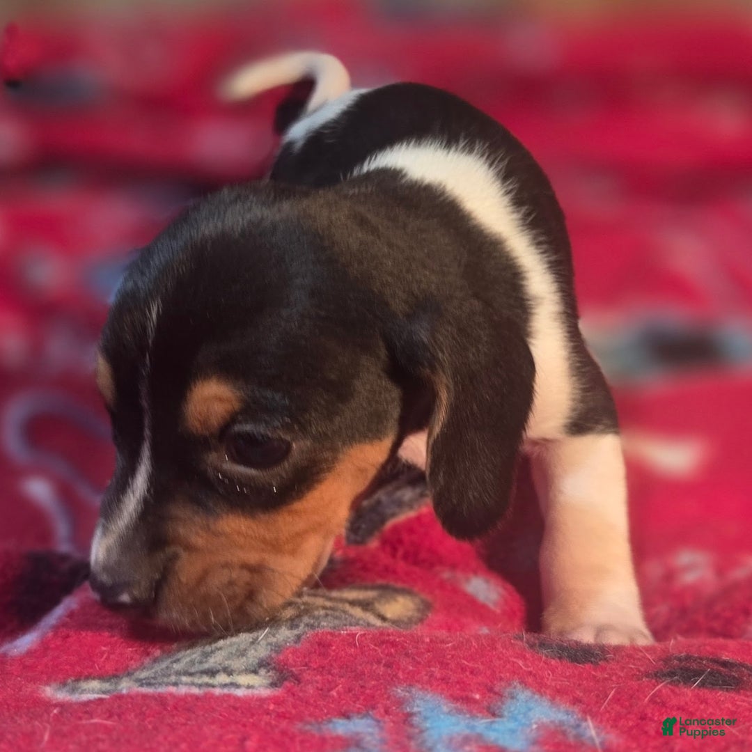 Beagle dogs for sale: Pepper Queen Elizabeth Pocket Beagle - Ad 3