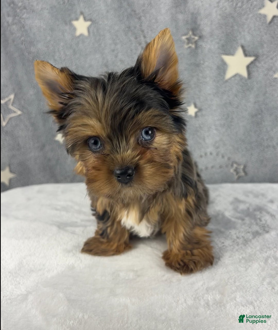 Yorkshire Terrier dogs for sale: Pixie - Ad 11