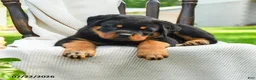 Rottweiler dogs for sale: Diesel - Ad 3