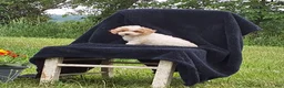 Miniature Poodle dogs for sale: Cassidy  - Ad 1