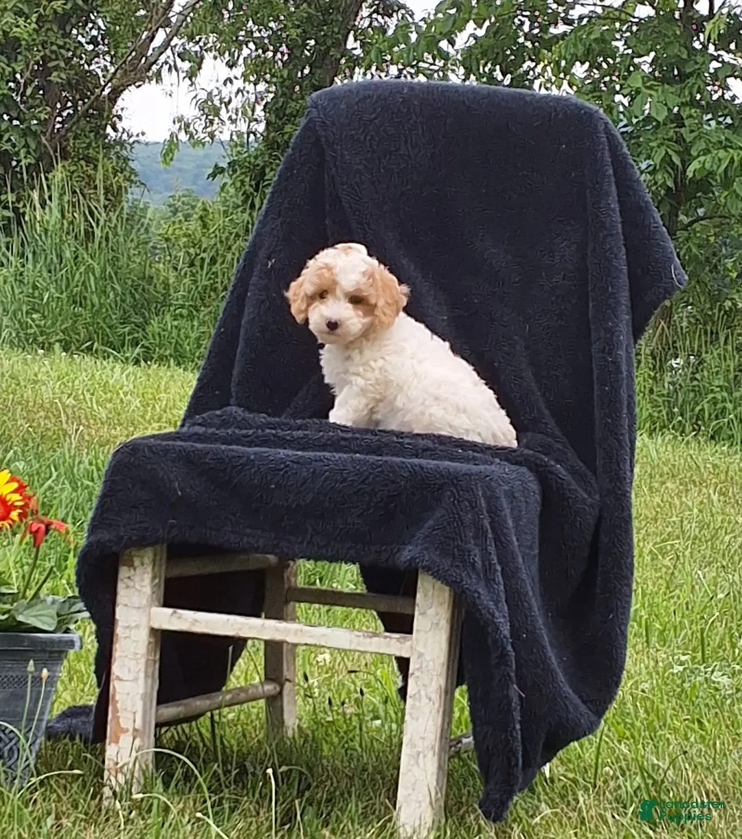 Miniature Poodle dogs for sale: Cassidy  - Ad 1