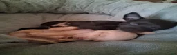 Chihuahua dogs for sale: Chihuahua 1 - Ad 6