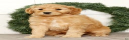 Mini Goldendoodle dogs for sale: Einstein - Ad 3