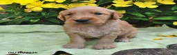 Goldendoodle dogs for sale: Taffy - Ad 3