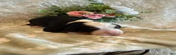 Bernese Mountain Dog dogs for sale: Dean - Ad 3