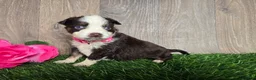 Toy Australian Shepherd dogs for sale: Girl - Ad 1