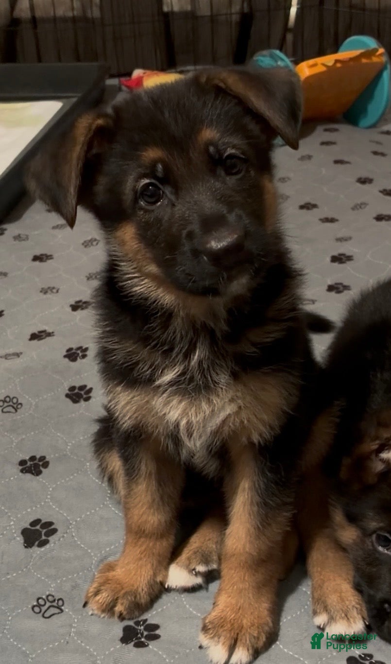 German Shepherd dogs Betty - Ad 1