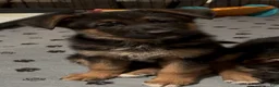 German Shepherd dogs for sale: Betty - Ad 1