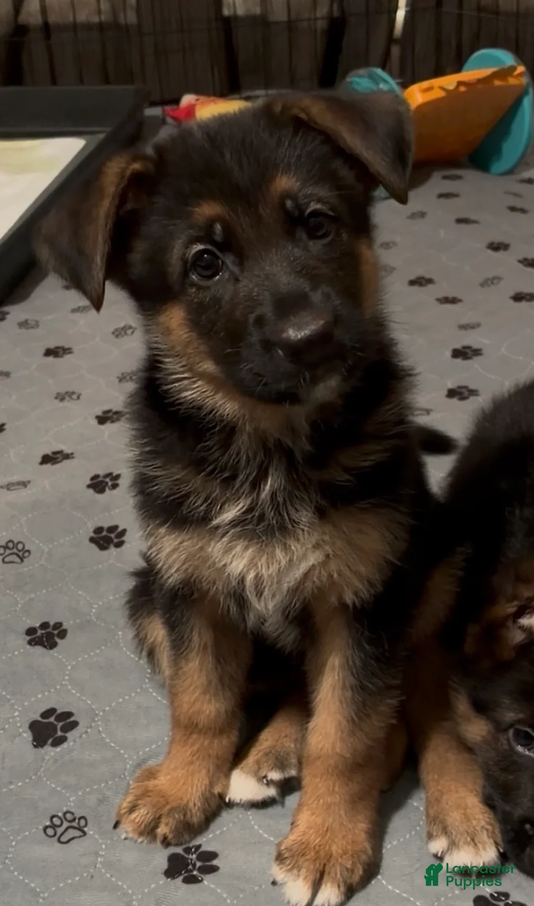 German Shepherd dogs for sale: Betty - Ad 1