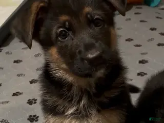 German Shepherd dogs Betty - Ad 1