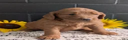 Goldendoodle dogs for sale: Misty - Ad 5