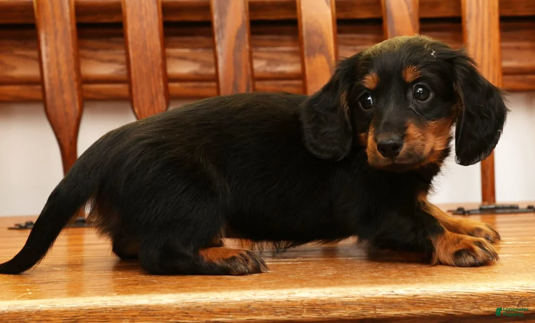 Miniature Dachshund dogs for sale: Darbie - Ad 8