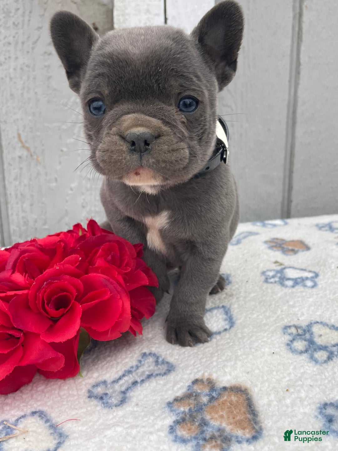 French Bulldog dogs for sale: Cooper - Ad 3