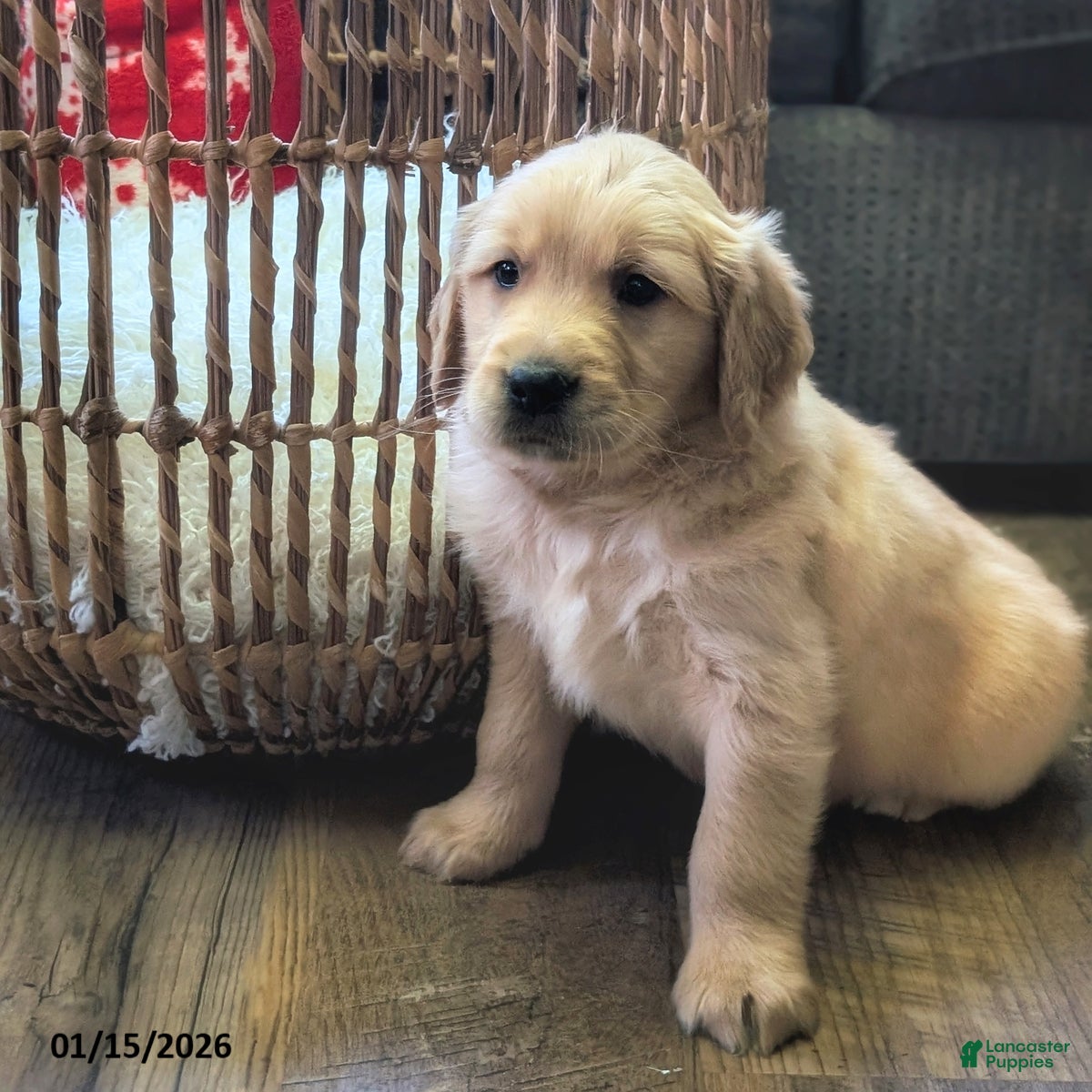 Golden Retriever dogs Sylvan - Ad 2