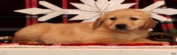 Golden Retriever dogs for sale: Donner - Ad 2