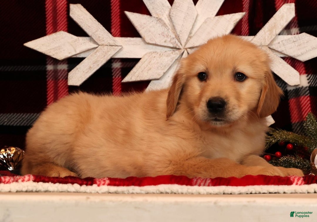 Golden Retriever dogs for sale: Donner - Ad 2
