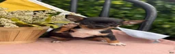Chihuahua dogs for sale: Lacey - Ad 14
