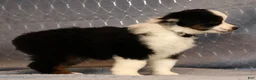 Miniature Australian Shepherd dogs for sale: Franklin - Ad 5