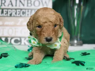 Goldendoodle dogs Pibb - Ad 5
