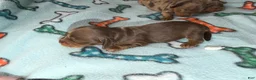Dachshund dogs for sale: Uno chocolate dapple boy - Ad 24