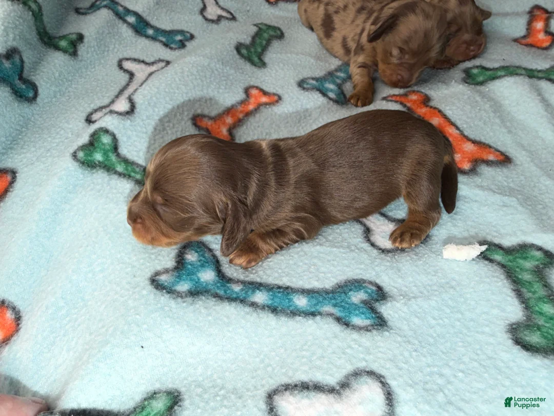 Dachshund dogs for sale: Uno chocolate dapple boy - Ad 24