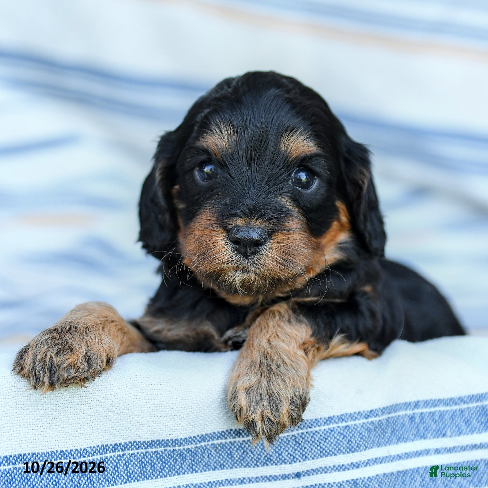 Cavapoo dogs for sale: Angie - Ad 2