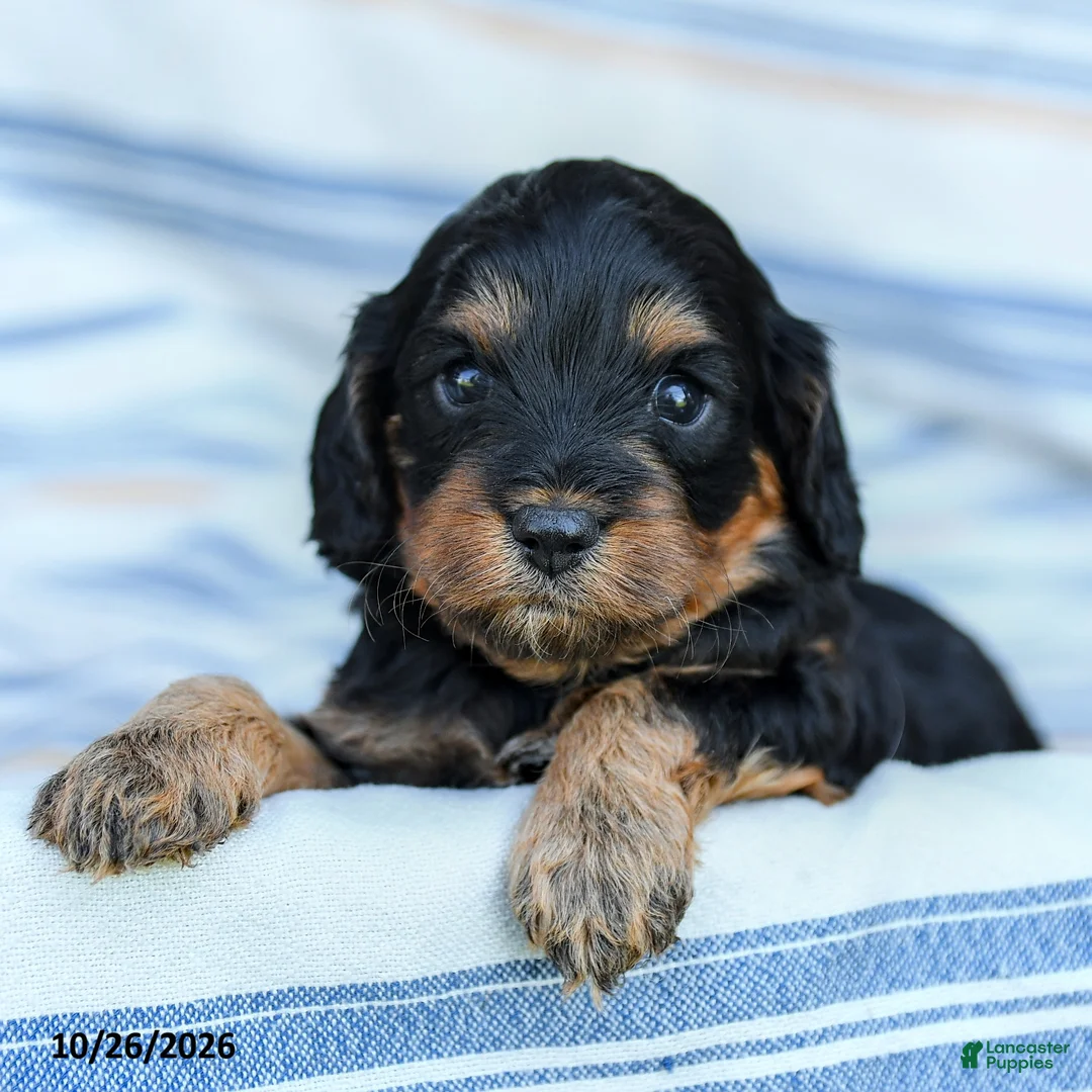 Cavapoo dogs for sale: Angie - Ad 2