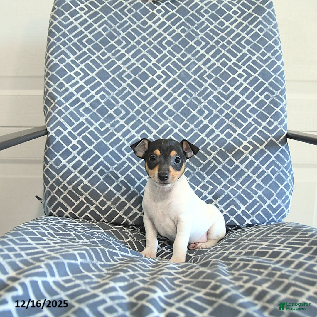Toy Fox Terrier dogs for sale: Barry - Ad 2