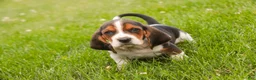 Basset Hound dogs for sale: Murphy - Ad 7