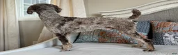 Miniature Poodle dogs for sale: Jesse Boy  - Ad 3