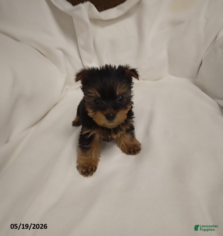 Yorkshire Terrier dogs Bear - Ad 1