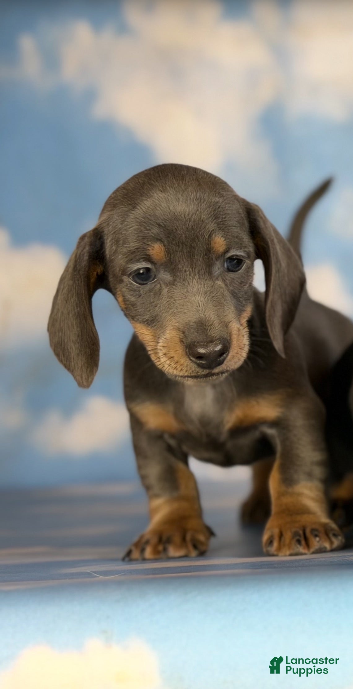 Miniature Dachshund dogs for sale: AKC-PRIMROSE (Short-Haired Blue & Tan Female) - Ad 1