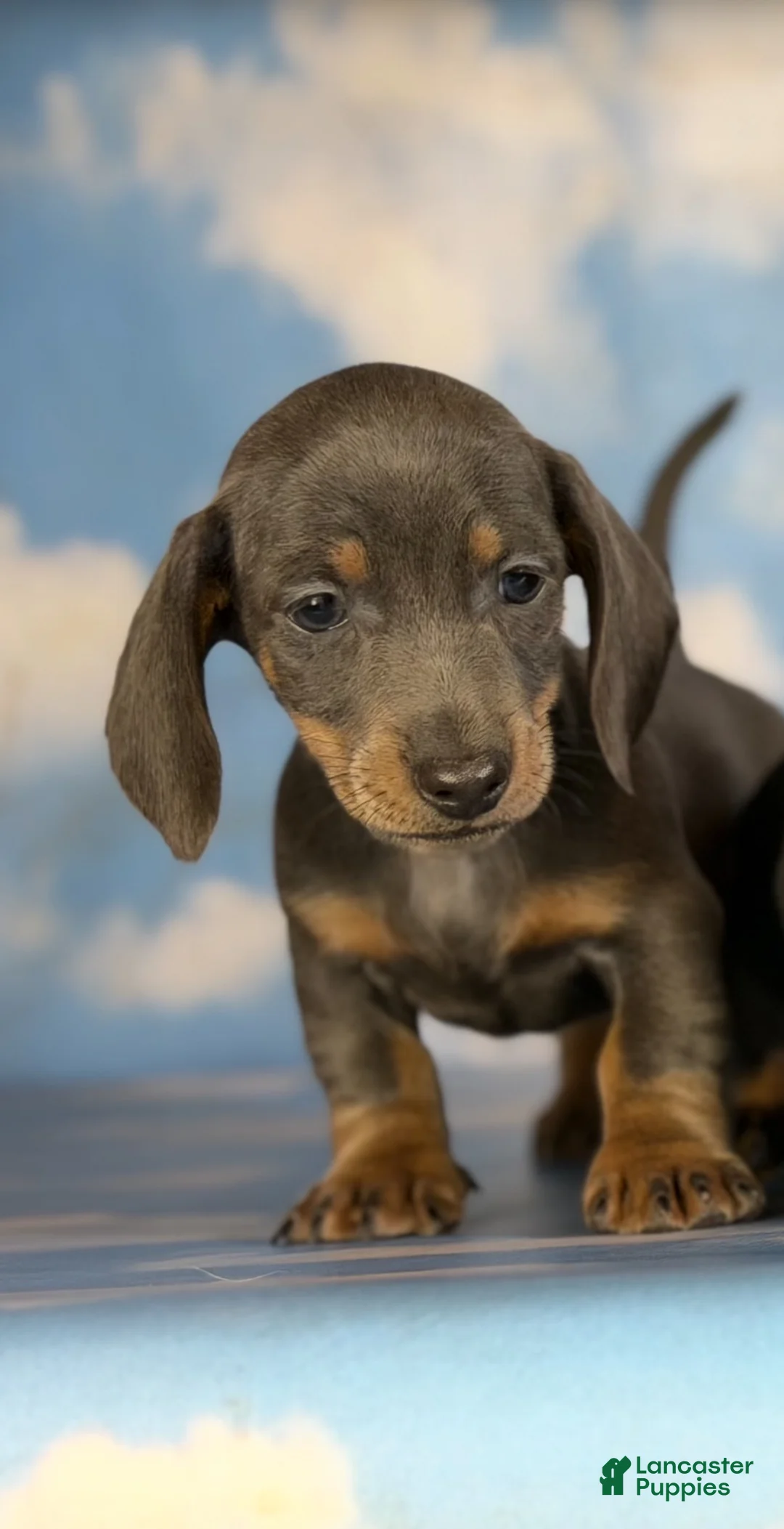 Miniature Dachshund dogs for sale: AKC-PRIMROSE (Short-Haired Blue & Tan Female) - Ad 1