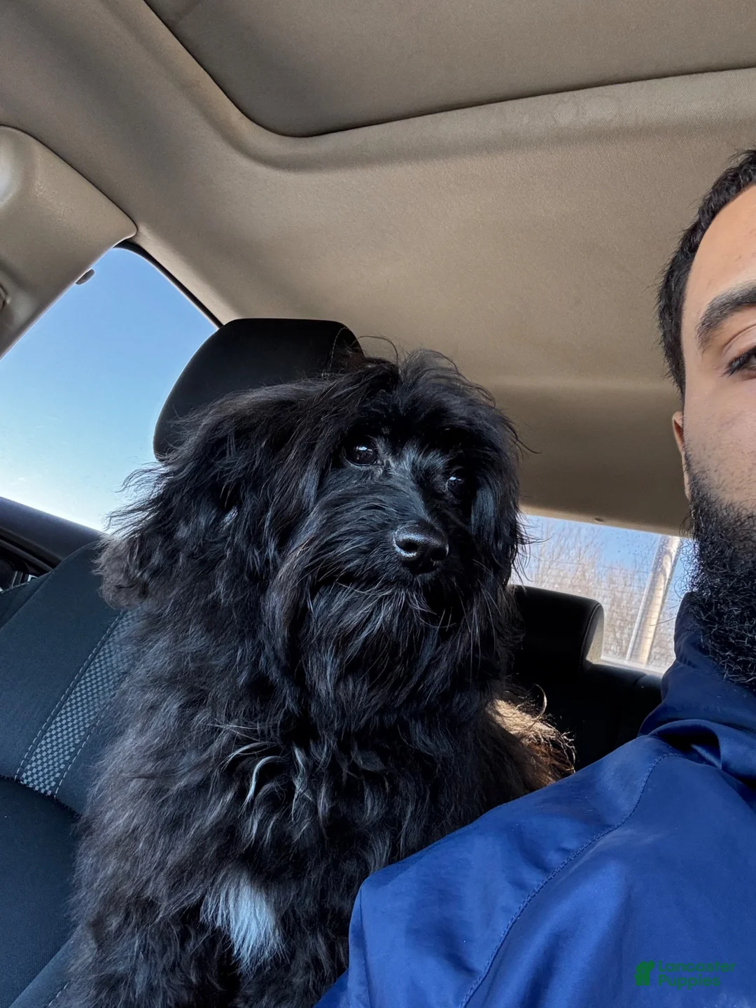 Mini Aussiedoodle dogs for sale: Mini Aussiedoodle 3 - Ad 2