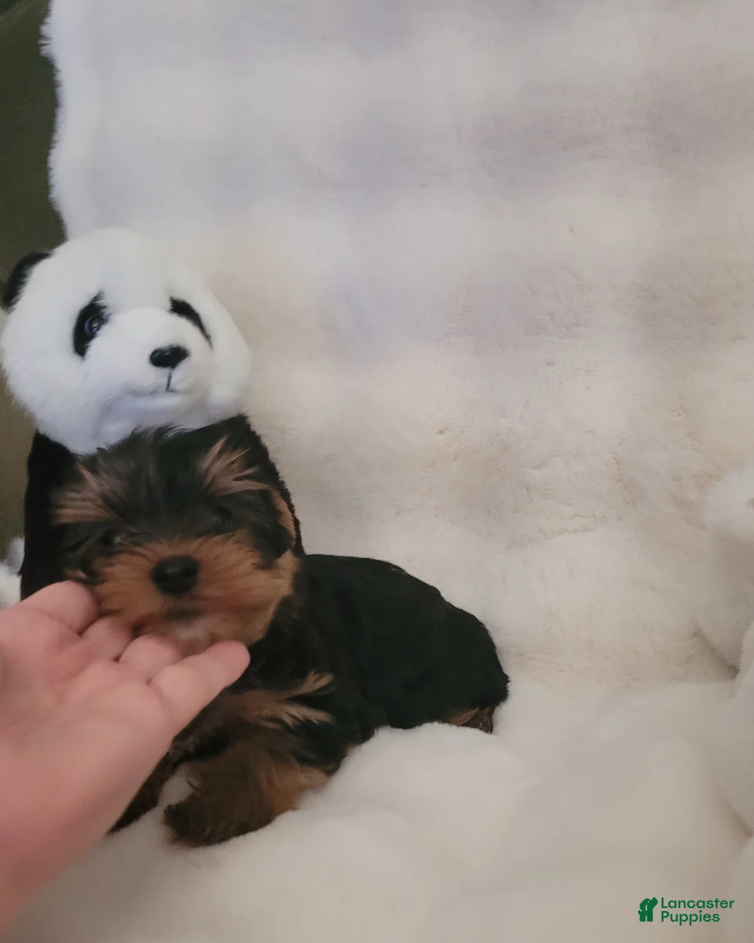 Yorkshire Terrier dogs for sale: Lenny - Ad 5