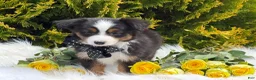 Toy Australian Shepherd dogs for sale: Tommy - Ad 6