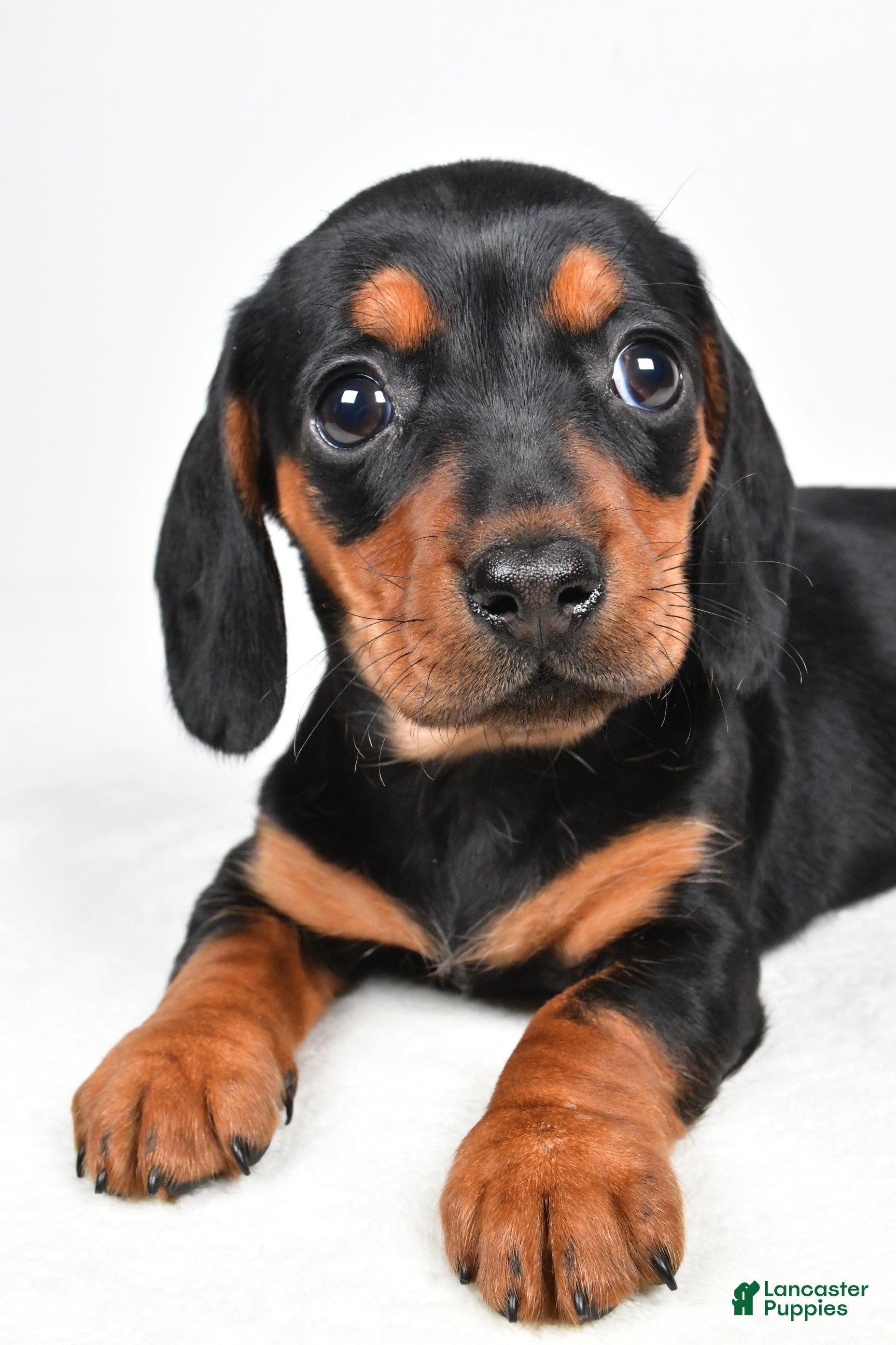 Miniature Dachshund dogs Nova - Ad 2