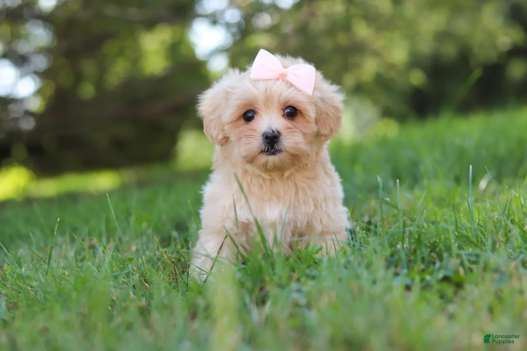 Maltipoo dogs for sale: Annie - Ad 1