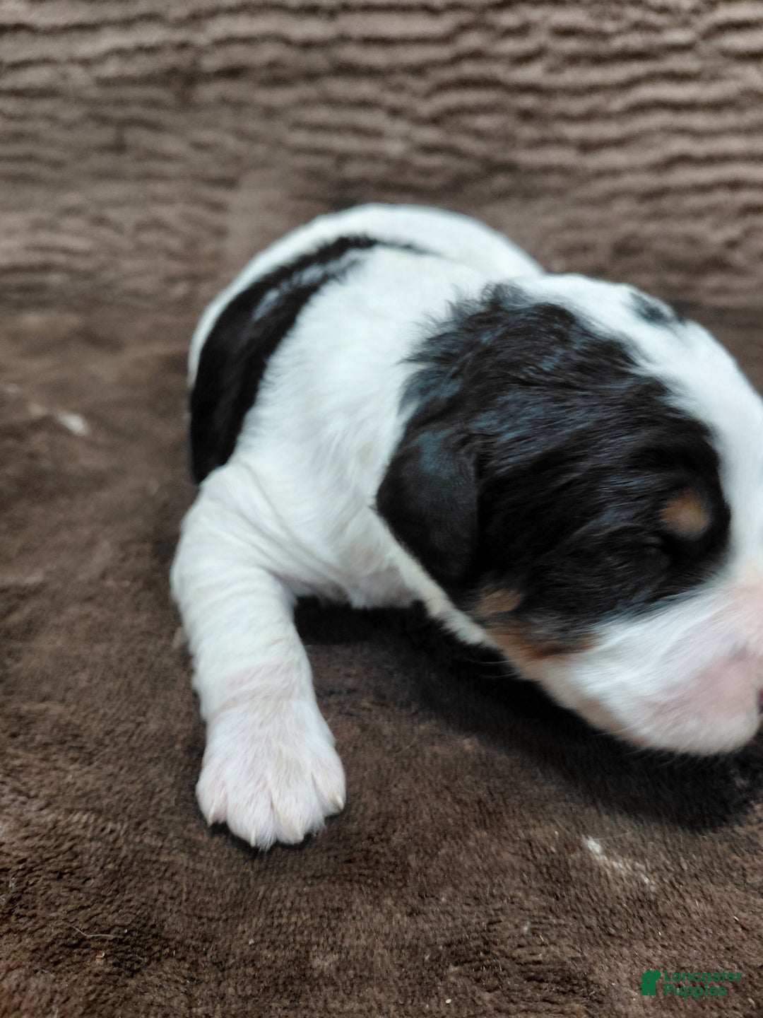 Bernedoodle dogs for sale: Bentley - Ad 7