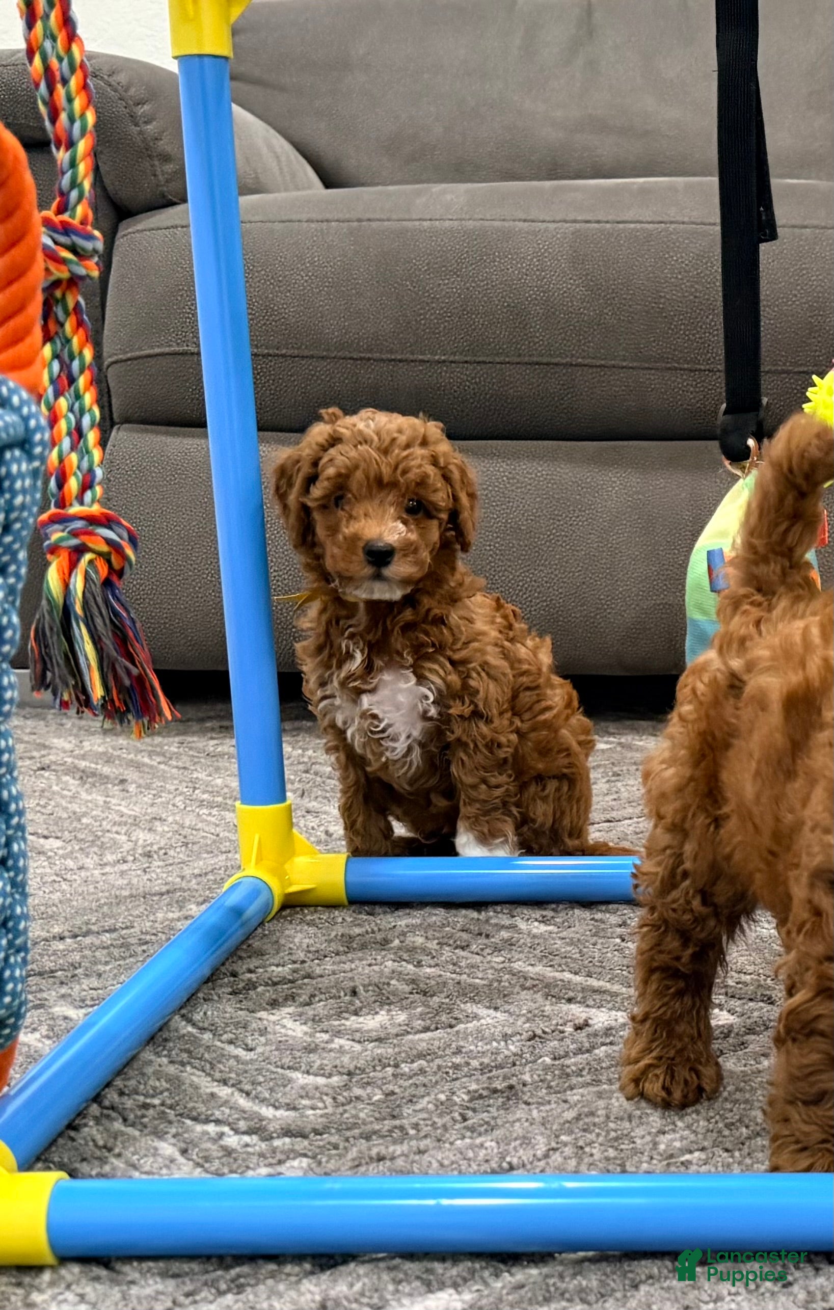 Mini Goldendoodle dogs Churro - Ad 2