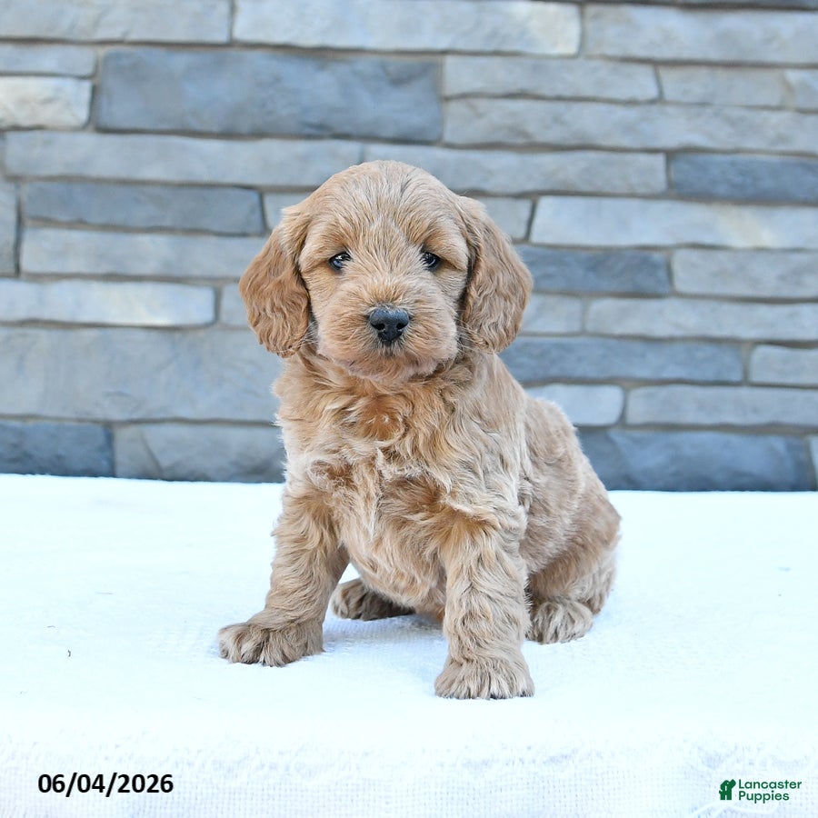 Cockapoo dogs Rowdy - Ad 2