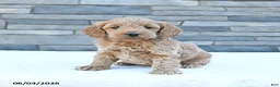 Cockapoo dogs for sale: Rowdy - Ad 2