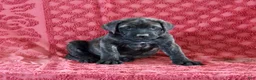 English Mastiff dogs for sale: Rambo - Ad 4