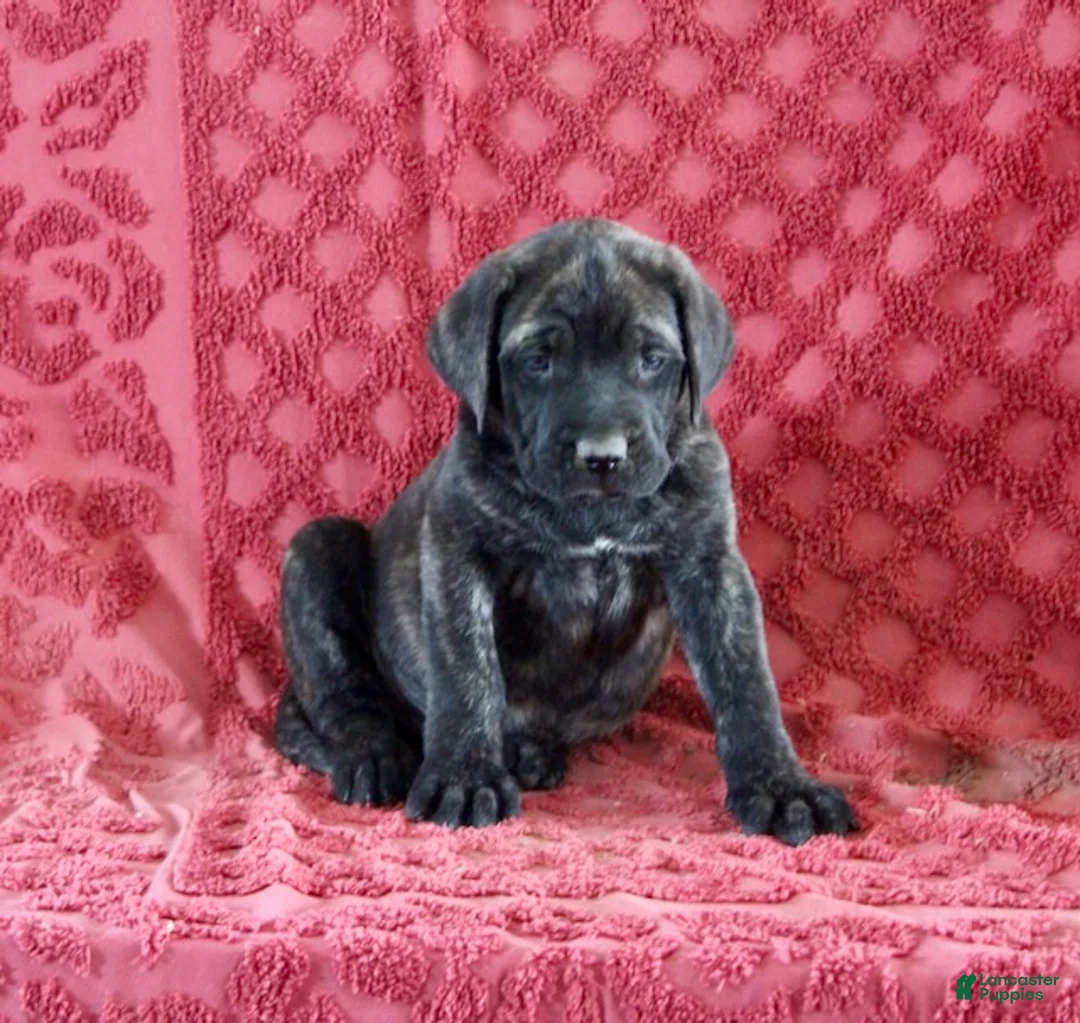 English Mastiff dogs for sale: Rambo - Ad 4