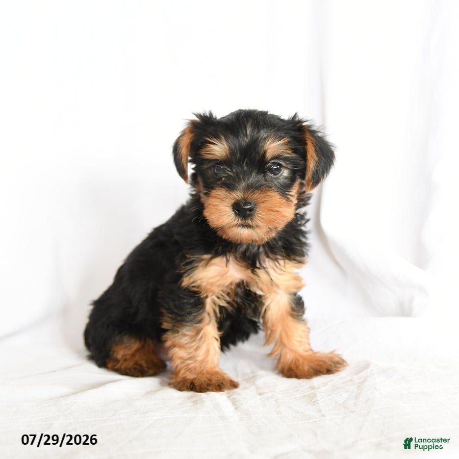 Yorkshire Terrier dogs Chip - Ad 2