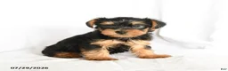Yorkshire Terrier dogs for sale: Chip - Ad 2
