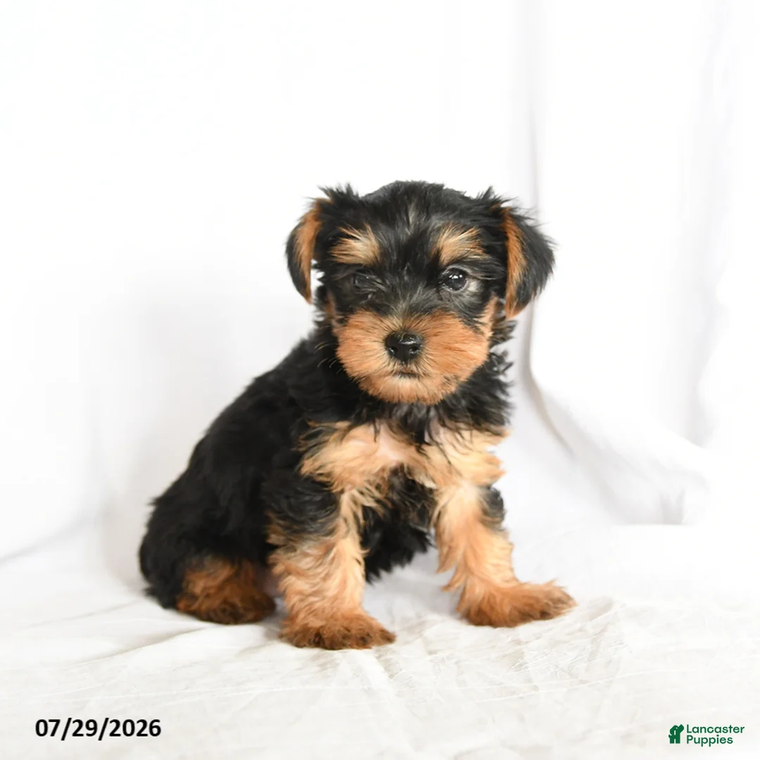Yorkshire Terrier dogs for sale: Chip - Ad 2