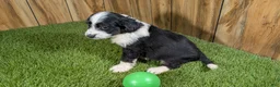 Mini Aussiedoodle dogs for sale: Sunset Boy 4 - Ad 4