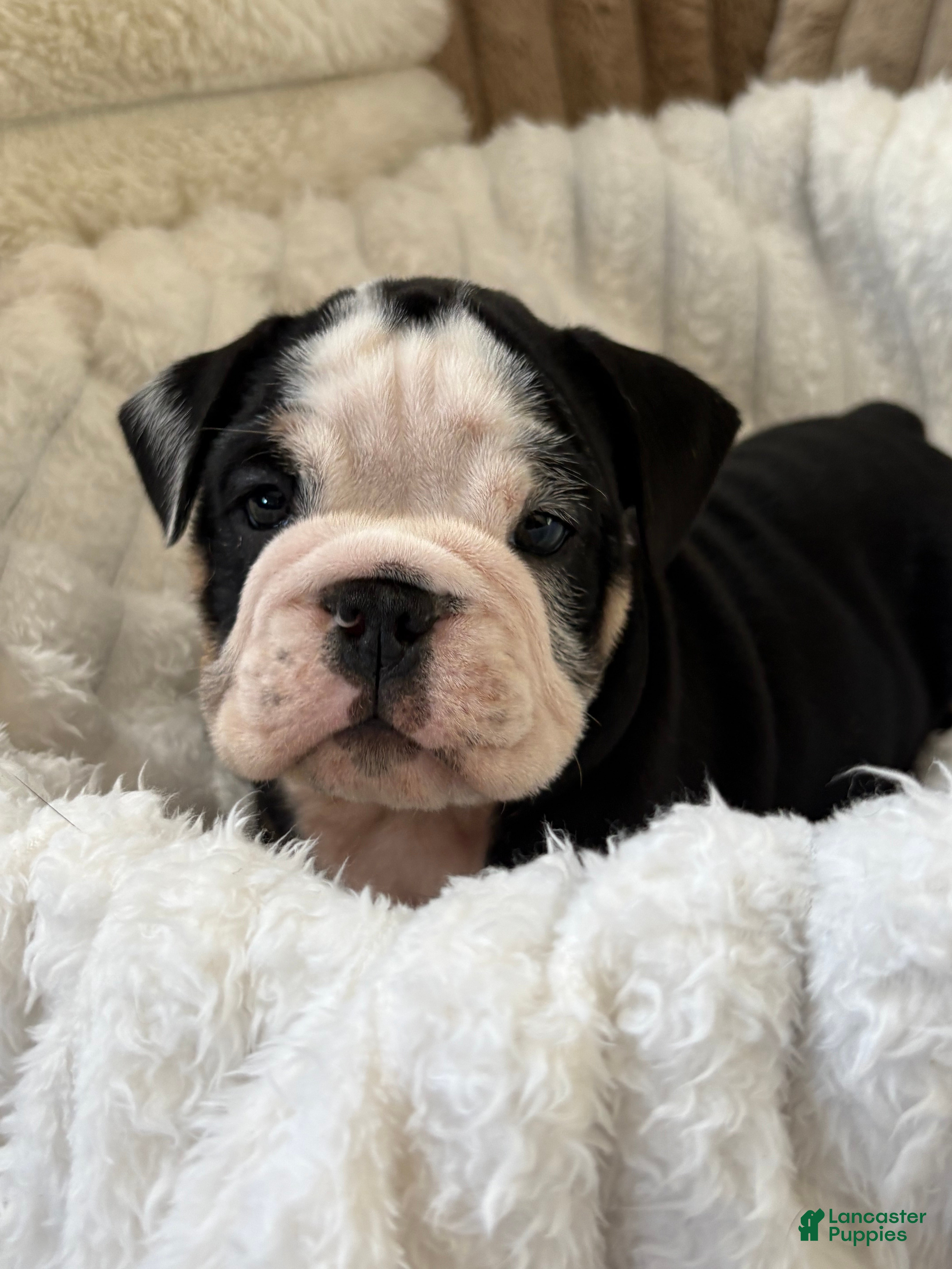 Linus (Bulldog, Male) in West Lawn, PA