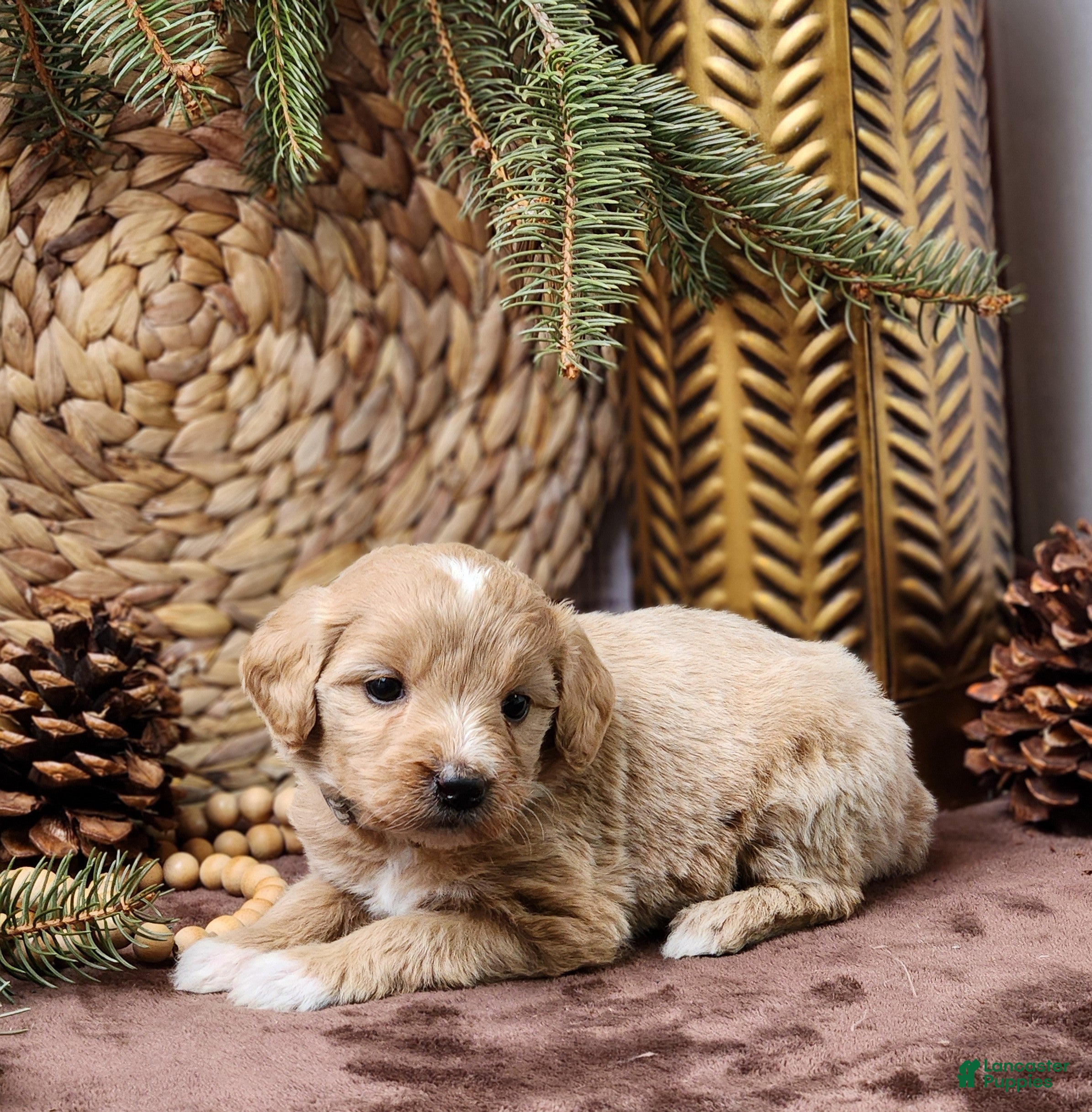 Goldendoodle dogs Katie - Ad 18